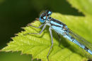06-6188 Common Blue Damselfly (Enallagma cyathigerum), Low Barns Nature Reserve, County Durham